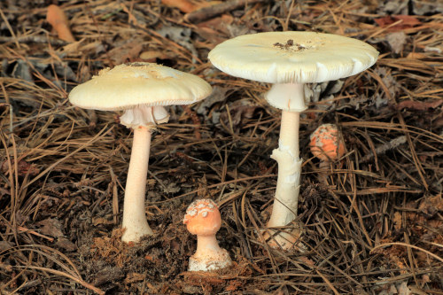 lychens:Amanita roseitincta