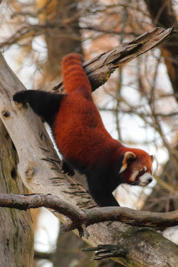 10bullets:  Red Panda by beth keplinger on