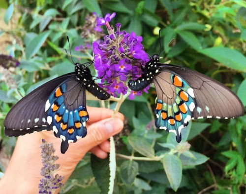 iokolpos:mymodernmet:Biologist Single-Handedly Repopulates a Rare Species of Butterfly in His Backya