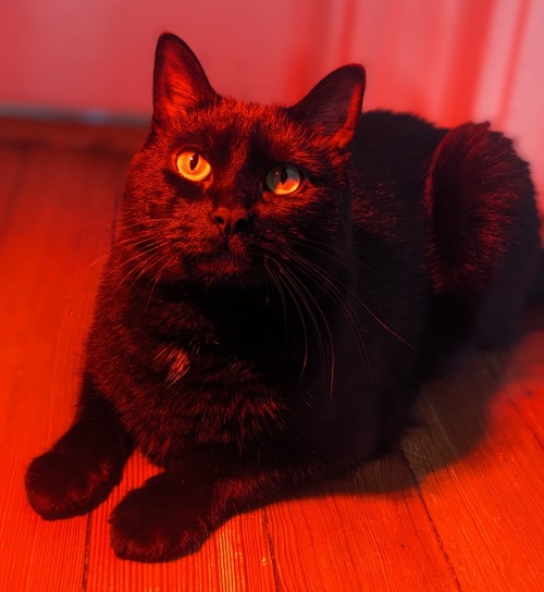 You Adopted A Black Cat So Cool!!