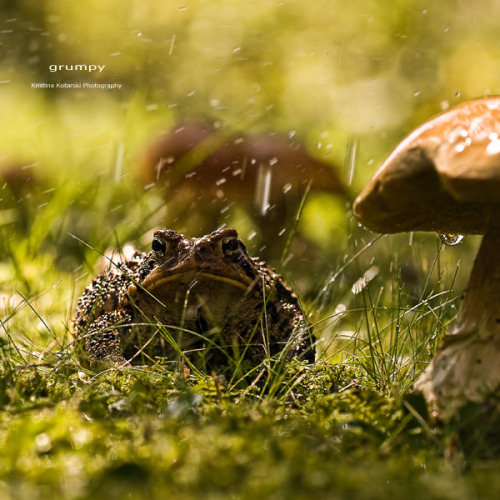 megarah-moon:“Rain Shelter” byKristina KotarskiSo grumpy!!!! So handsome!!!!! I love this toad!!!!