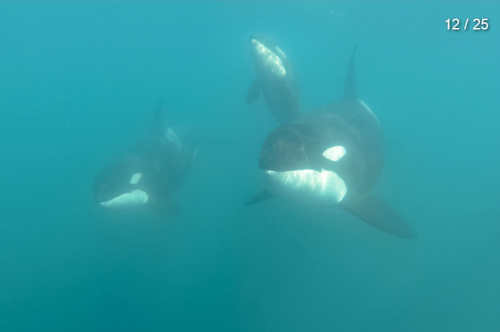 theincredibleorca: arlluk: kohola-kai: Underwater images of Japanese resident Orca, captured by n