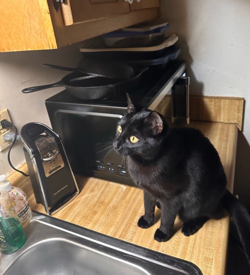 Egypt Saw A Fly