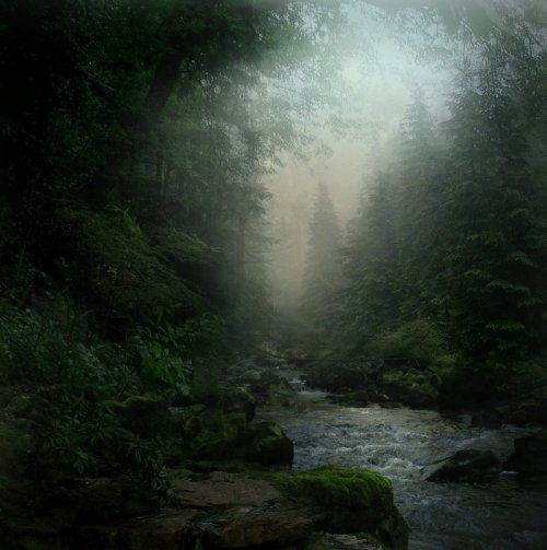moonglowlily:  Forest Stream STOCK by wyldraven 
