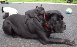 awwww-cute:  Little guy hanging out with dad