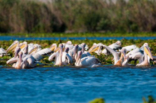 This is Europe too: the Danube Delta in Romania.