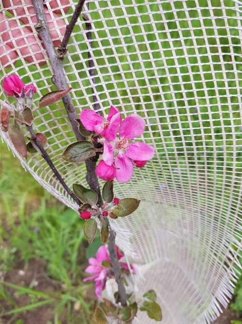 Redlove apple flowers! I know we won’t get any apples from it for a while as it’s still very young, 