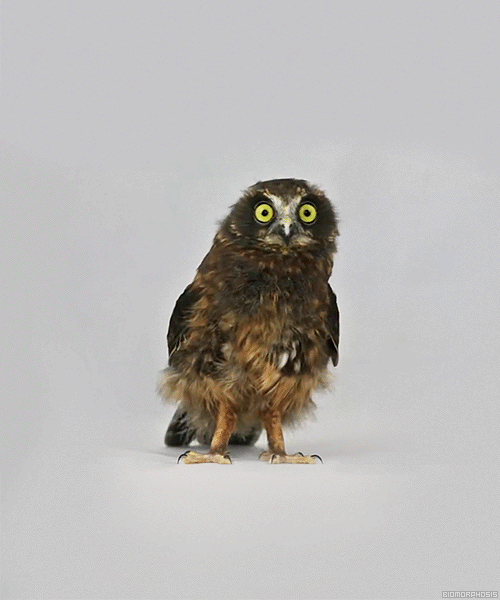 Animals with down syndrome gif
