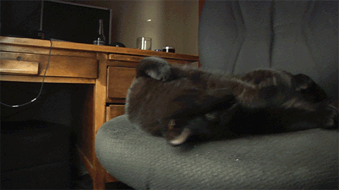 iasg:Made some Onyx gifs!!He’s so cute!