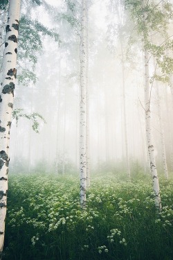 ponderation: Foggy Forest Mornings by Niilo Isotalo 