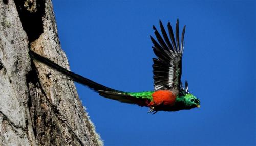 badass-bharat-deafmuslim-artista:  whencookiesscream:  I decided the other week that the Quetzal is 