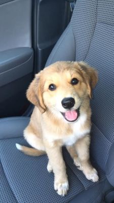 babyanimalgifs:  Golden Retriever, German Shepherd and Australian Shepherd mix.