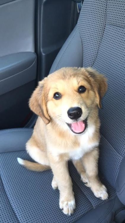 babyanimalgifs:Golden Retriever, German Shepherd and Australian Shepherd mix.