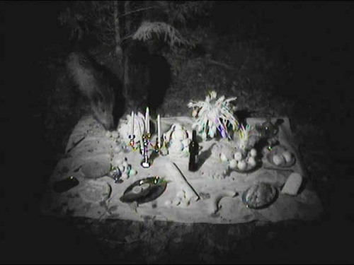 endthymes: semâ bekirovic, the others; video, 180 min (2008/2001)  shot in a forest with a surveilla