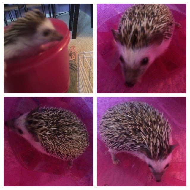 Sorry for the hedgehog spam. I&rsquo;m a mother of two looking for a father of