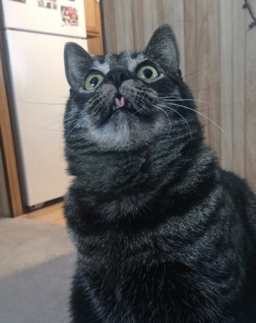 mostlycatsmostly - (submitted by @haileyjordanv)