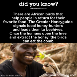 did-you-kno:  There are African birds that