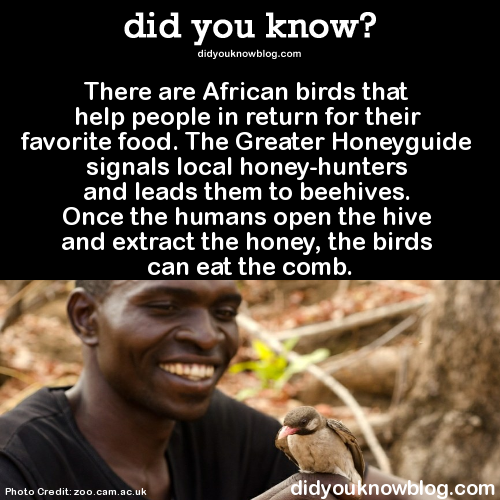 did-you-kno:  There are African birds that adult photos