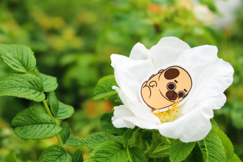 pugliepug: Petit Puglies in the wild?They’re rare, but they’re there! Though an easier a