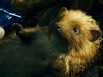 boromihr:  Sebastian the Hedgehog 
