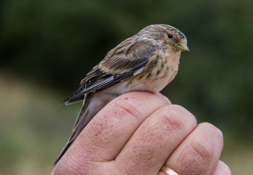 Twite (Carduelis flavirostris) &gt;&gt;by Tore