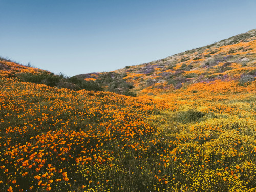 leaberphotos:SuperbloomDiamond Valley Lake, Californiainstagram