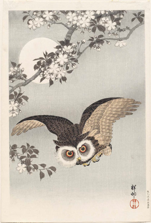 Scops Owl, Cherry Blossom, and Moon, Ohara Koson, 1926