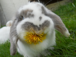 Crydaisy:  Poosky:  Dandelions Make A Great Snack  Omg It’s Turning The Wee Mouth