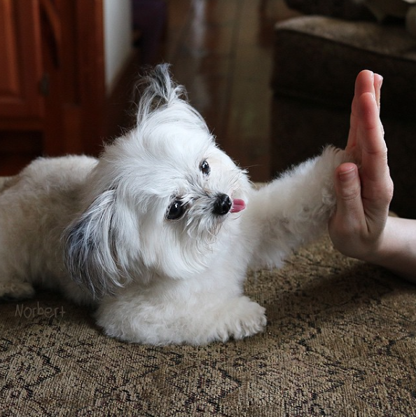 nikk-elli:  catsbeaversandducks:  This guy gives the coolest high-fives EVER. Photos