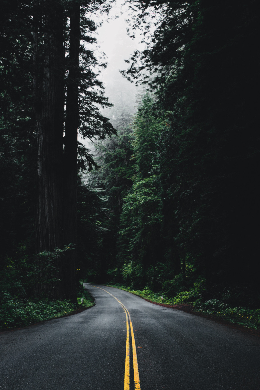 envyavenue:  Through the Redwoods by Nick Carnera 