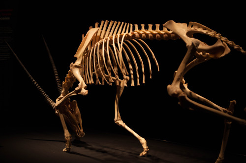 ofcarnivora:Oryx skeleton