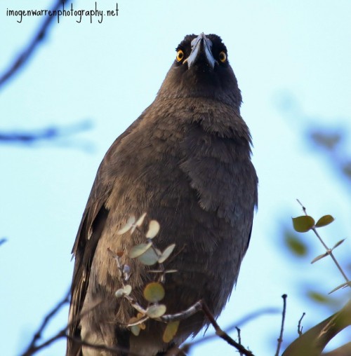 Gray Currawong (Strepera versicolor)© Imogen Warren