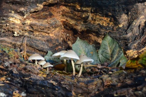 Fungi (mycena flavscens) by Rockin-billy