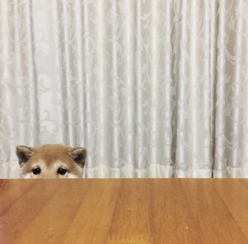mustardtigress:today’s peeky shibes