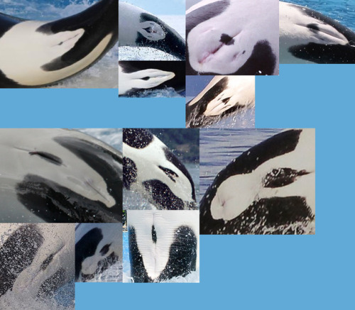 orcinus-ocean:I was going to make an ID chart of Chappy, one of Kamogawa Sea World’s first two orcas