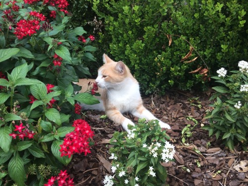 my smol child in some flowers(submitted by @pro-cats-stination)