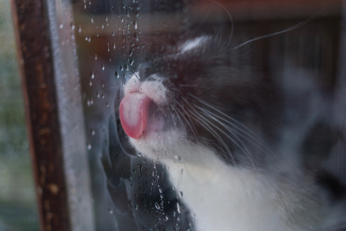 We have a new windowcleaner!