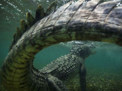 chocolatecakesandthickmilkshakes:  rnvsn:  Croc Tail / Mike Korostelev  was this the last picture this person took? 