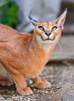 bigcatkingdom:  Caracal looking upwards (by