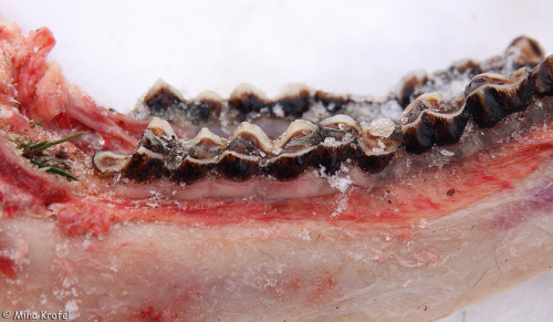 thingswithantlers: Teeth of a red deer killed by wolves  Photo by mk_lynx