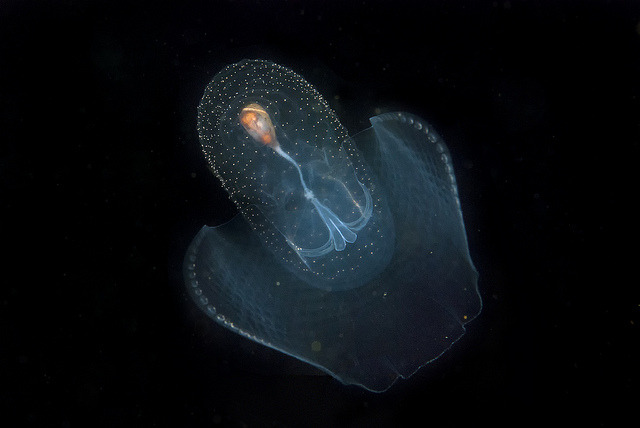 libutron:  Sea Butterfly - Corolla spectabilis Commonly referred to as Sea butterfly