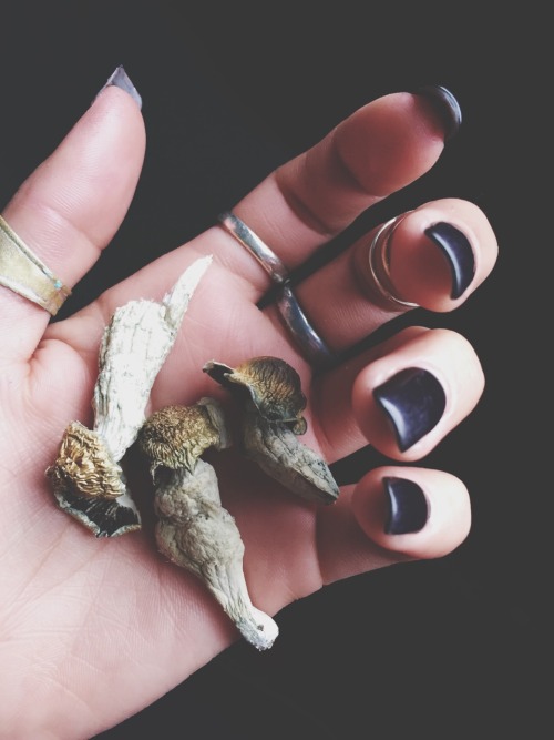 besitos-al-sol:  Shroomies🍄🌞✨