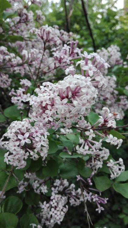 bloomsandfoliage: Buddleia davidii