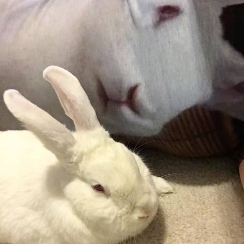 abunaday: Bunbun is not impressed with my shirt of his face. #hisbiggestfan #bunstagram #bunny #bunn