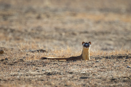 Long-tailed Weasel by Lisa Roeder A fun find out in the Carrizo yesterday….this cute long-tai