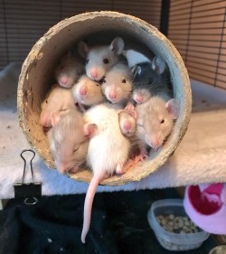 deadmutt: I felt it was necessary that everyone saw this picture of my rats – this is one of the best things ive ever seen tysm  