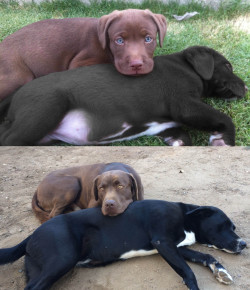 cummingtonites:  awwww-cute:  Inseparable  bitch they ain’t even the same dogs the brown one on top has blue eyes while the brown one on the bottom’s got brown eyes  It is actually quite possible that they are the same dogs. Like many mammals(humans