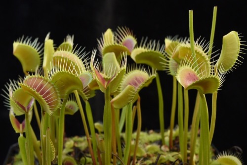 jeremiahsplants:Beautiful Venus Flytraps clones from the greenhouse May 2016 -Jeremiah-