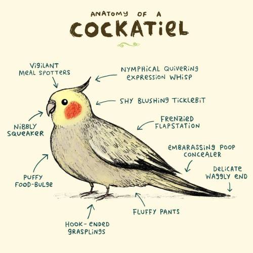 sophiecorrigan: Anatomy of a Cockatiel