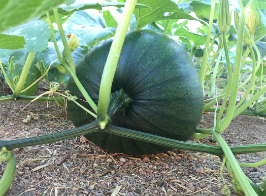 This one looks like it’s going to be my largest Connecticut, I bet it’s passing 10lb now.